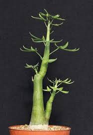 Sendflowers.com has been visited by 10k+ users in the past month Adenia Venenata 5 Seeds Rareplant