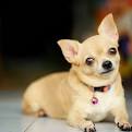 Chihuahua Puppies for Sale from Reputable Dog Breeders