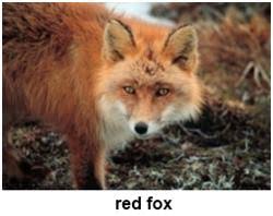 Wild animals sounds free mp3 download. Is A Fisher Making This Noise Ask A Naturalist