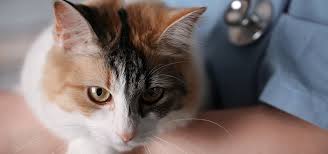 Bei der kastration werden katern die hoden entfernt, was oft auch veränderungen des verhaltens zur folge hat. Warum Sie Katzen Kastrieren Lassen Sollten