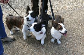 Black And White Corgi Dachshund Mix Dark Brown Brindle Corgis And Black And White Corgi Cardigan Welsh Corgi Corgi Cardigan Welsh Corgi Puppies