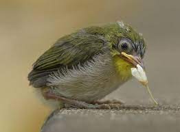 Mengenal Ciri Khas Burung Pleci Jepang Zosterops Japonicus Burung Jepang Bulu