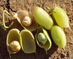 Kacang ini biasa juga di sebut kacang kuda. Kacang Kuda Rebus Hidangan Hari Raya Rupanya Baik Untuk Diet