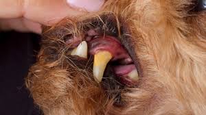 What The Color Of Your Dog S Gums Means Proud Dog Mom