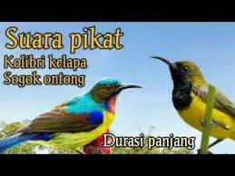 Utamanya bagi mereka yang baru mengenal jenis burung kicau. Suara Burung Jogjog Lumut Contoh Lif Co Id