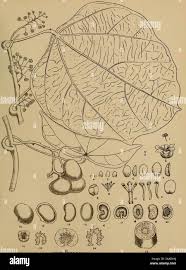 Image result for Limeum fenestratum