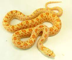 Albino Sonoran Gopher Snake