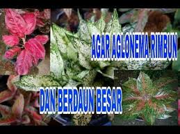 9 Cara Agar Aglonema Rimbun Dan Berdaun Besar Youtube Menanam Bunga Tanaman Ide Berkebun
