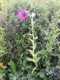 Image result for Carduus