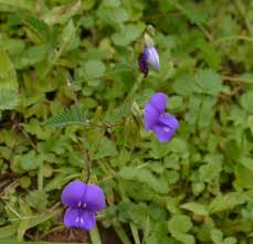 Image result for Smithia