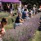 Milan Lavendar Harvest Festival