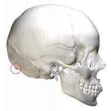 There are several important features to know about the occipital bone. External Occipital Protuberance Wikipedia