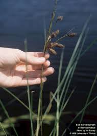 Image result for Schoenoplectus scirpoides