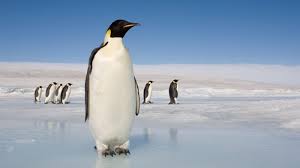— kyle palmieri's second goal of the game 16:30 into overtime lifted the. Ancient Mega Penguin Reached Human Height Research Highlights