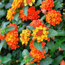 Image result for Lantana camara