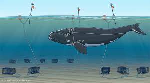 It turns out that dead whales explode because their digestive system is still working, but this strange 'phenomenon' doesn't stop there. North Atlantic Right Whales Dying From Entanglements Cannot Afford To Wait The Pew Charitable Trusts