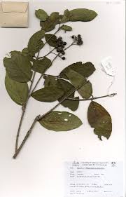 Image result for Crossopteryx