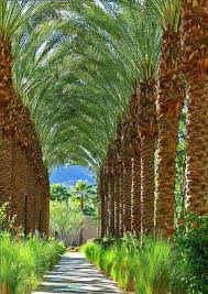 Biskra Algeria Tree Tunnel Palm Trees Tree