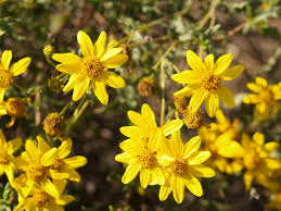 Image result for Vittaria guineensis