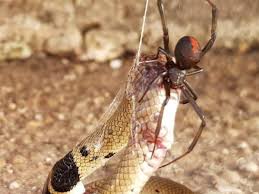 There was some controversy over whether the workers had baited the snake by embedding a hook into it. A Redback Spider Battled A Venomous Eastern Brown Snake The Winner Will Surprise You See Pictures Trending Viral News