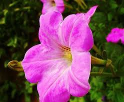 Image result for foto petúnie