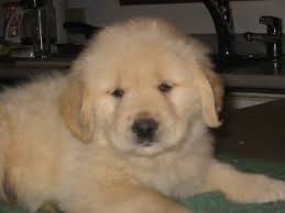 Training your golden retriever from a young age will help form a bond between. Goldensand Golden Retrievers Vermont