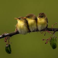 Anak Burung Cici Merah Bird Photography Animals Birds