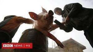 非洲豬瘟防控 / 非洲猪瘟防控 ― fēizhōu zhūwēn fángkòng ― prevention and control of african swine fever. éžæ´²è±¬ç˜Ÿ é¦–ç¾ä¸­åœ‹å½±éŸ¿å¹¾ä½• Bbc News ä¸­æ–‡