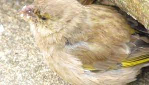 Greenfinches Fat Finch Disease Trichomonosis Nurturing Nature