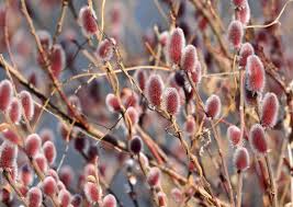You might be able to find the right choice for your yard among these popular flowering trees. Salix Gracilistyla Mount Aso Japanese Pink Pussy Willow