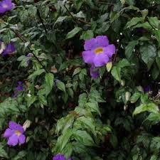 Image result for Thunbergia erecta