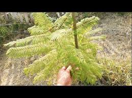 The seed should sprout in about two weeks. How To Germinate Jacaranda Seeds Youtube