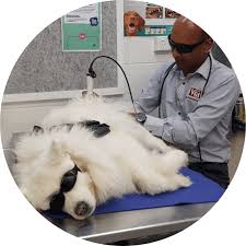 974 albany highway, east victoria park (9,396.92 mi) Brandon Park Vet Hospital Is Your Local Glen Waverley Vet