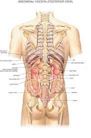 Only part of female sexual anatomy with no known reproductive function. Abdominal Viscera Posterior Human Body Organs Anatomy Organs Human Anatomy Female