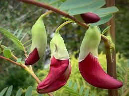 Image result for Sesbania grandiflora