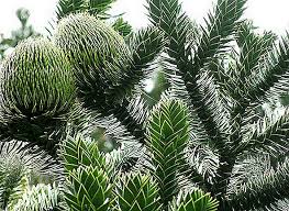 105 likes · 1 talking about this. Chile Araucaria Gambar Keterangan Peraturan Penjagaan Faedah Tumbuhan Penyakit Pengeluaran Tanaman