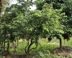 Offering quince fruit trees for sale. Averrhoa Carambola Gardensonline