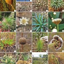 Image result for Eriocaulaceae