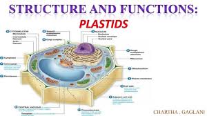Plastids - Definition, Types And Structure