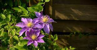 Silver moon clematis blooms on its current season's growth, which can be badly damaged by heavy, indiscriminate pruning. Clematis Clematis Care In Autumn Preparation For Winter Trimming And Shelter Plant How To Cover Clematis For The Winter All About The Preparation Pruning And Proper Shelter