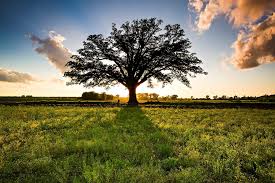 Finding Solace on the Road to the McBaine Burr Oak: A Reflection on the Journey to Peace