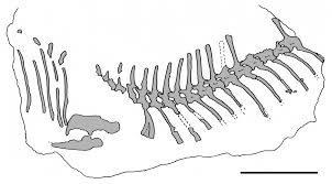 Image result for Hypuronector