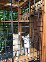 The best outdoor cat enclosure safety tips for your fur babies in cat enclosures Catio Cats Safe At Home