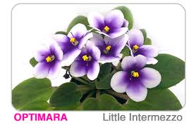 Maybe you would like to learn more about one of these? Exclusive New Varieties Of Optimara African Violets