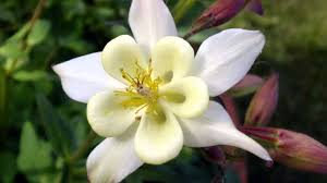 The state tree is the colorado blue spruce. Colorado State Flower Rocky Mountain Columbine