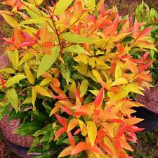 Image result for Eugenia