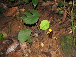 Image result for Begonia potamophila