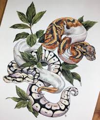 Ball Pythons Bay Leaves Snake Art Snake Painting Drawings