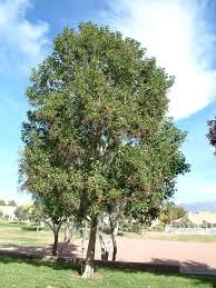 Image result for Ligustrum lucidum
