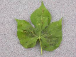 The leaves showed some yellowing, and i figured it was from too much watering. White Rusts